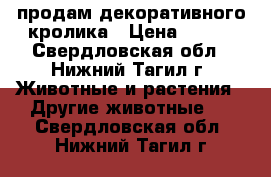 продам декоративного кролика › Цена ­ 600 - Свердловская обл., Нижний Тагил г. Животные и растения » Другие животные   . Свердловская обл.,Нижний Тагил г.